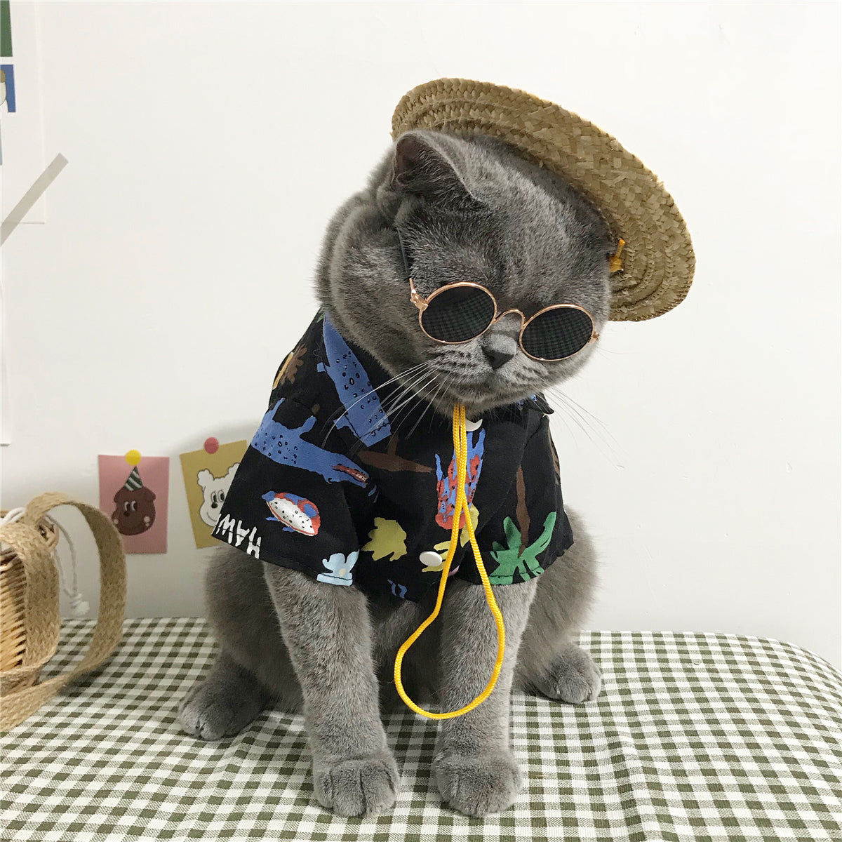 Cat clothes - Pets Crazy Shops