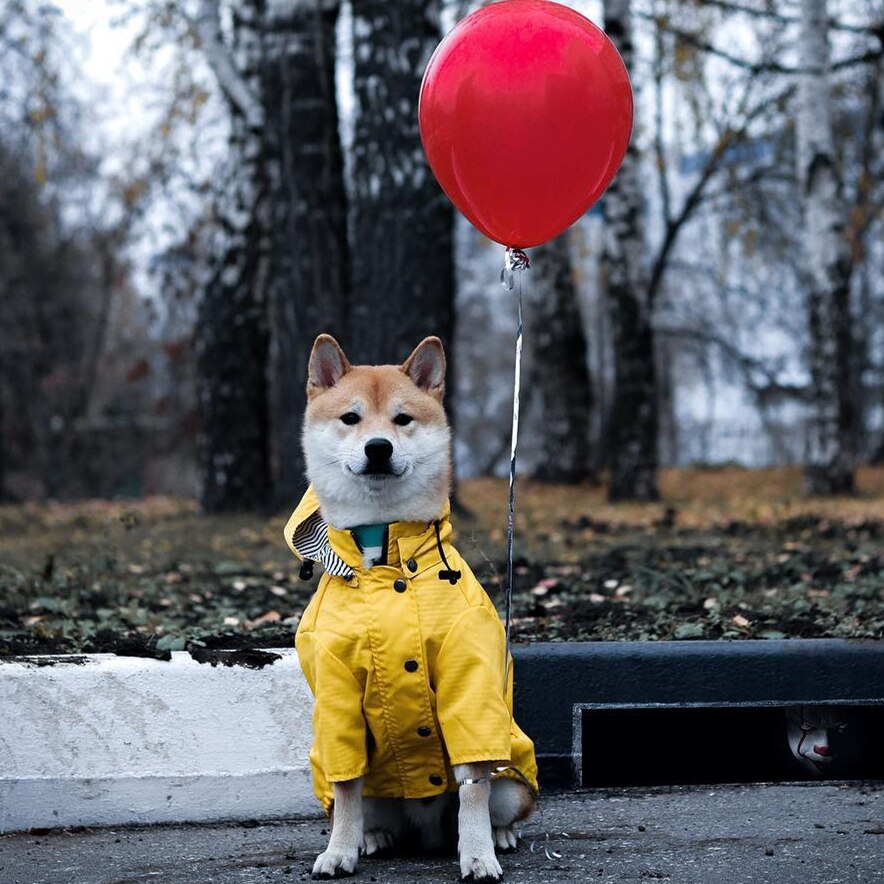 Dog Raincoat Pet Clothes Dog Clothes Rain Water - Pets Crazy Shops
