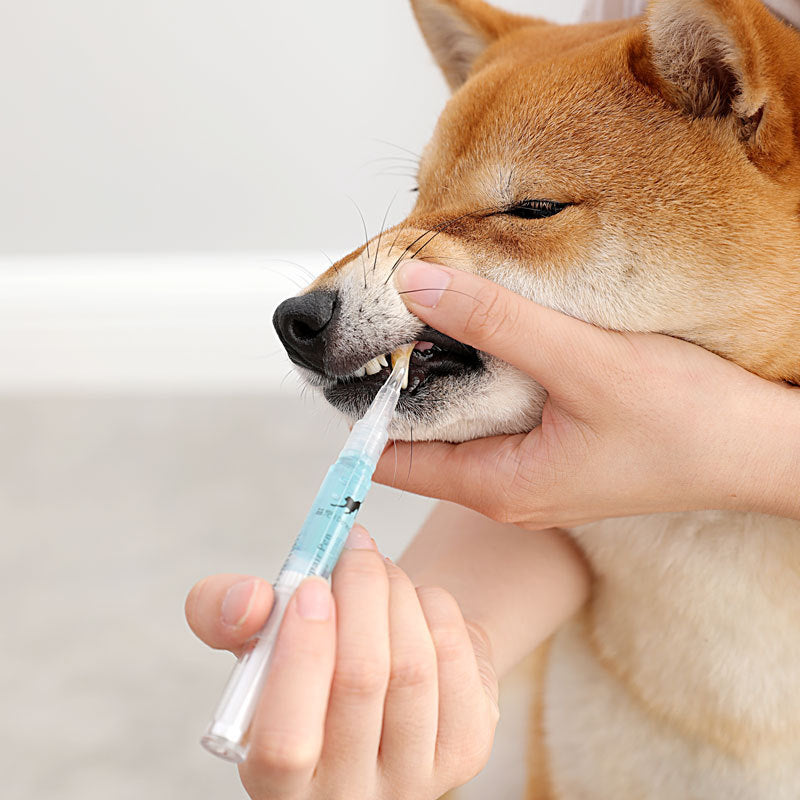 Pet Teeth Repairing Kit For Dog Cat Teeth Cleaning Pen Kit - Pets Crazy Shops