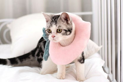 Adjustable Pet Neck Cone Recovery Pet Cat Recovery Collar Cat Soft Lemon Neck Cone Adjustable Pet E Collar After Surgery, Wound Healing Protective Cat Elizabethan Collar For Kitten & Puppy - Pets Crazy Shops