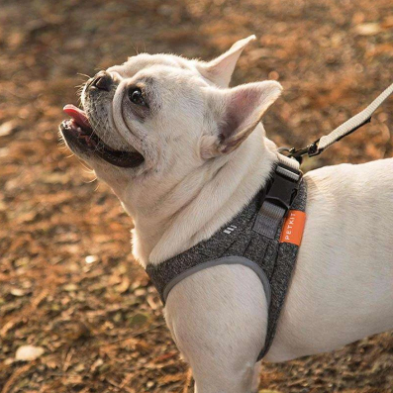 Dog rope collar - Pets Crazy Shops