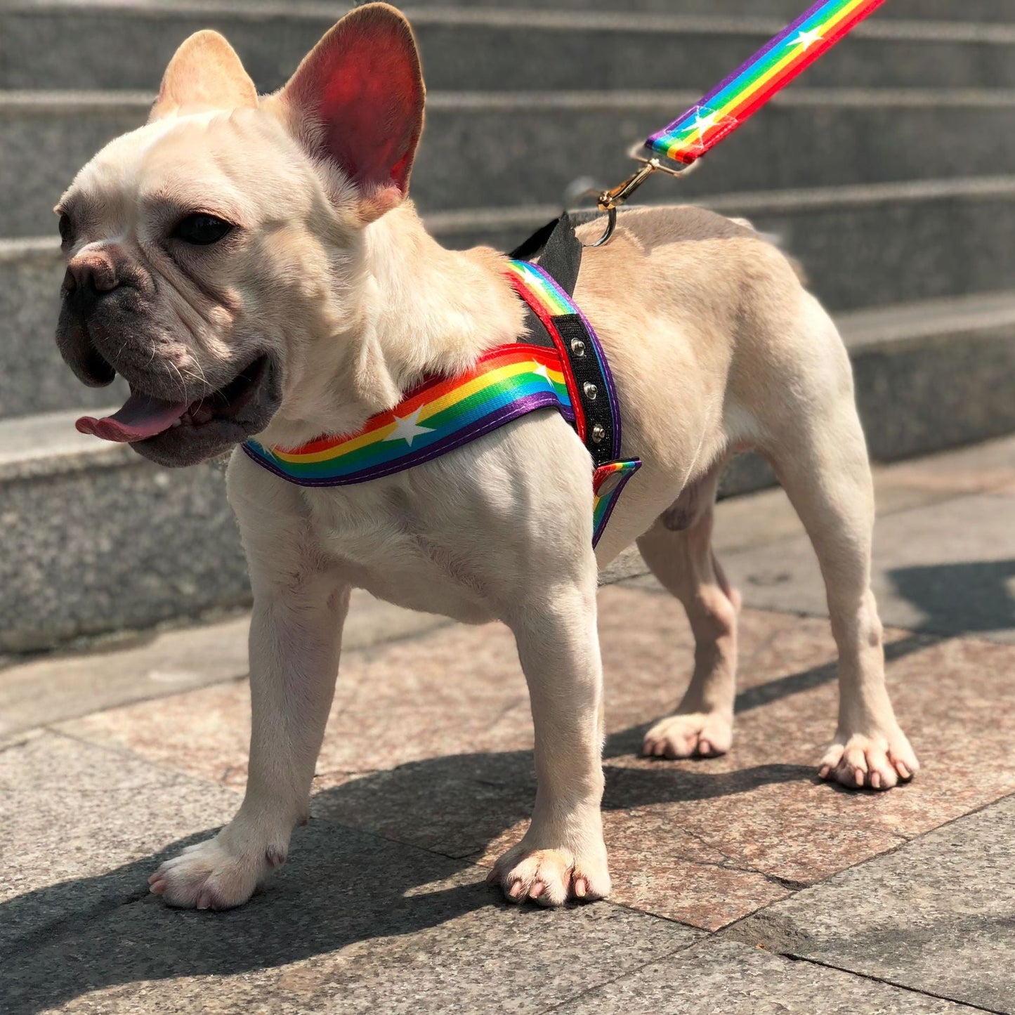 Rainbow cool dog chain dog leash - Pets Crazy Shops