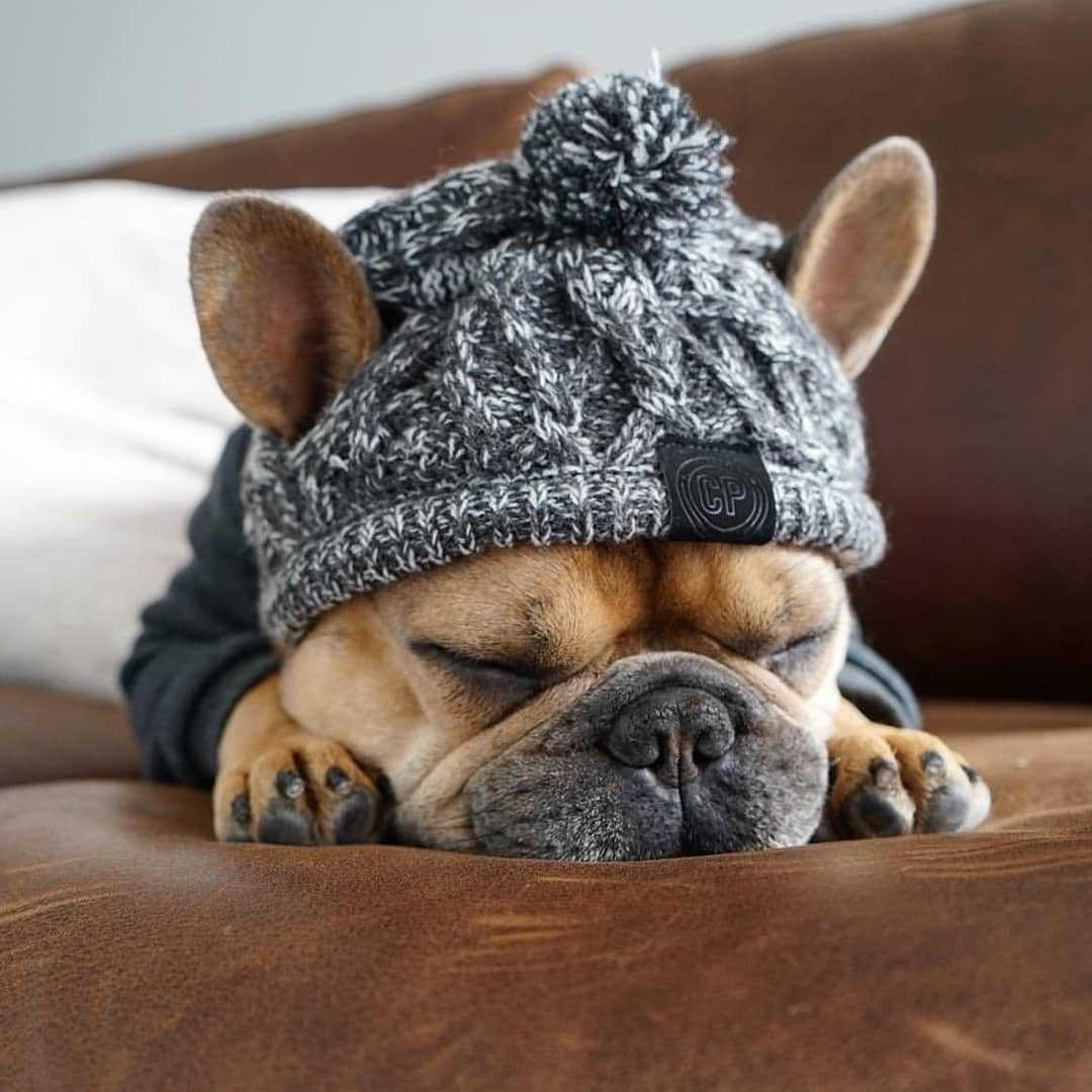 Winter Fashion Dog Hat Windproof Fluffy Knitted Polar Pom Hat - Pets Crazy Shops