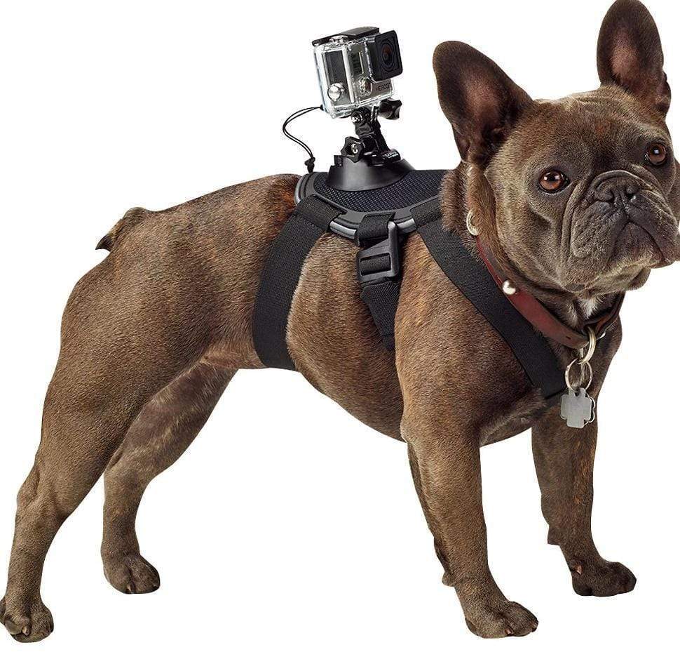 Pet dog with dog chest strap back - Pets Crazy Shops