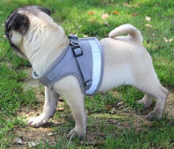 Dog Harness And Leash Set - Pets Crazy Shops