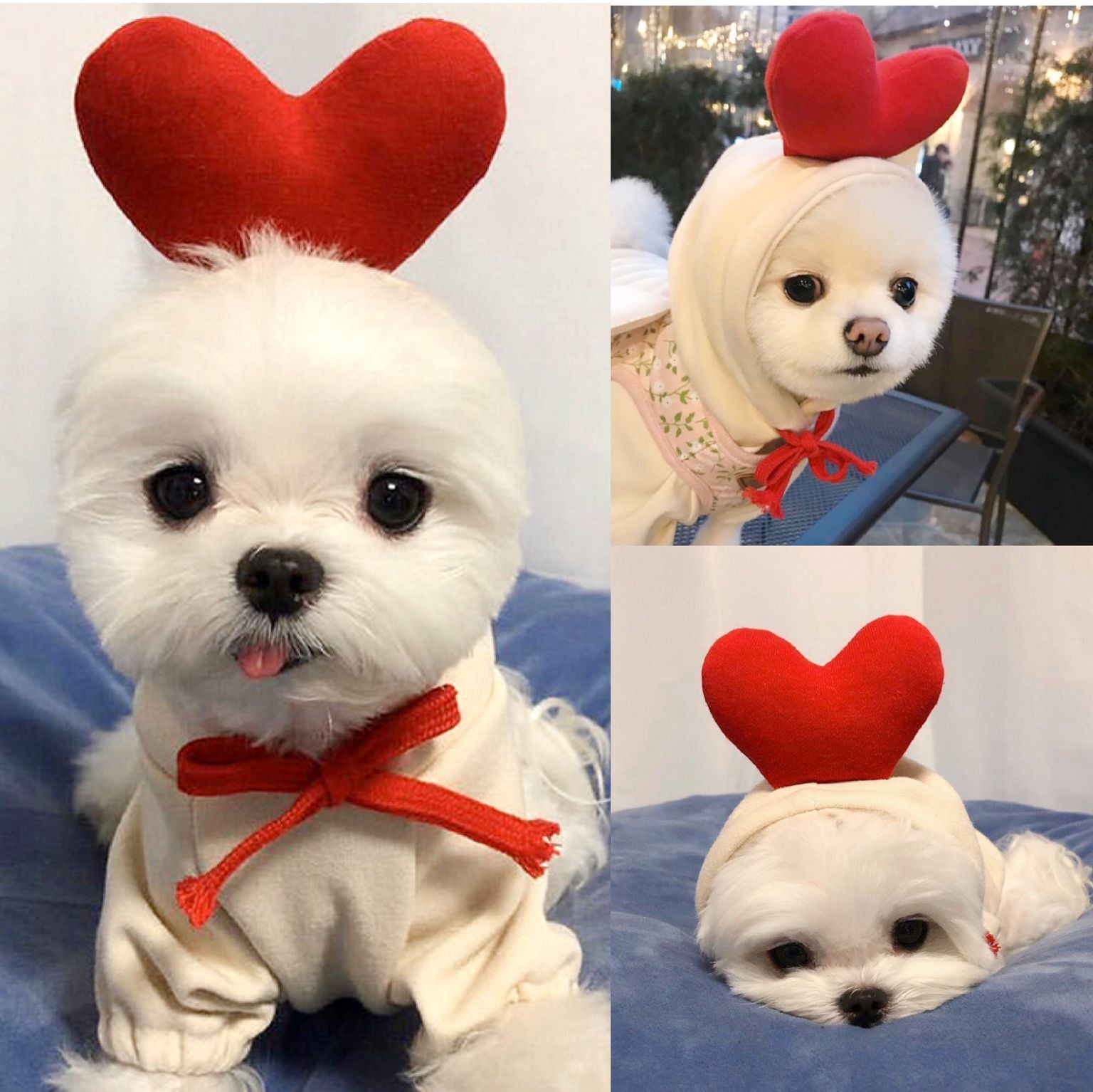 Dog Autumn And Winter Clothing Small And Medium Dog Love Two Legged Cat Cute Pet Clothing - Pets Crazy Shops