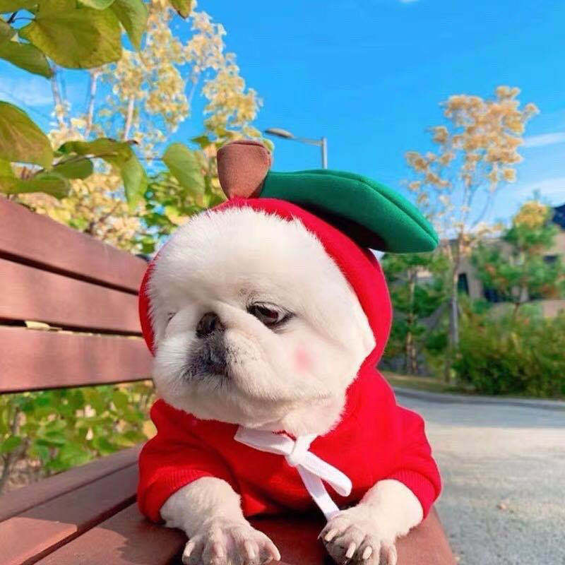 Dog Autumn And Winter Clothing Small And Medium Dog Love Two Legged Cat Cute Pet Clothing - Pets Crazy Shops