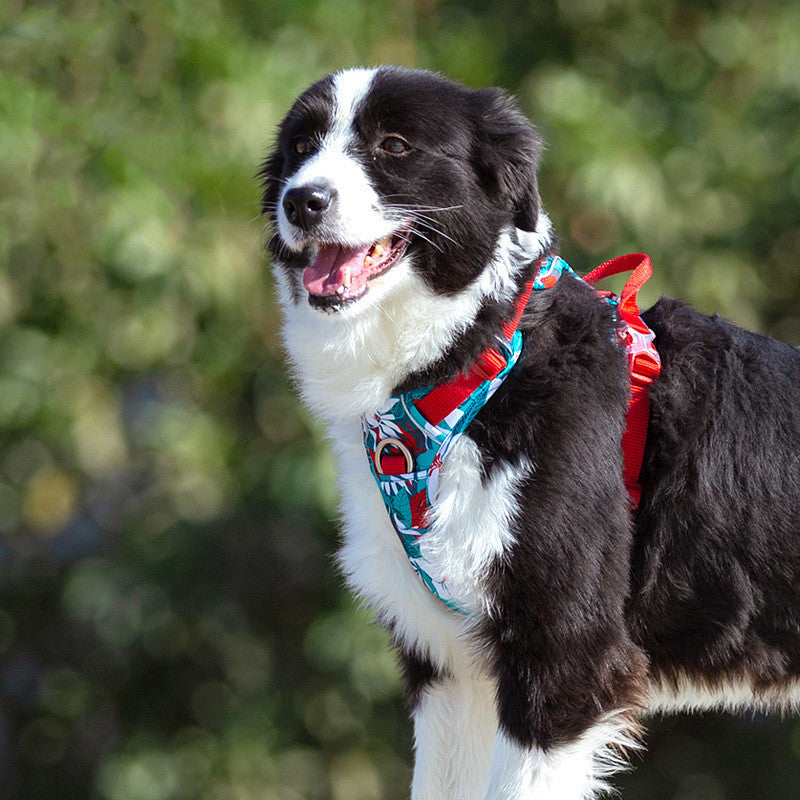 Dog leashes dog chain vest vest straps - Pets Crazy Shops