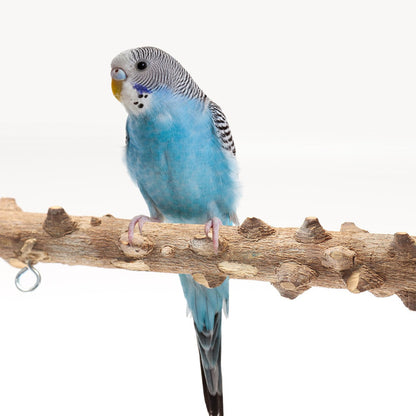 Bird Playground Interactive Platform Stand Pole Solid Wood Frame - Pets Crazy Shops