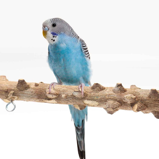 Bird Playground Interactive Platform Stand Pole Solid Wood Frame  -  - Pets Crazy Shops -