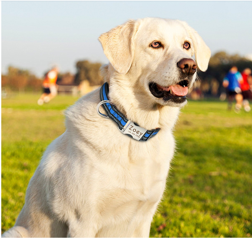 Dog Pet Supplies Collars Glow At Night - Pets Crazy Shops