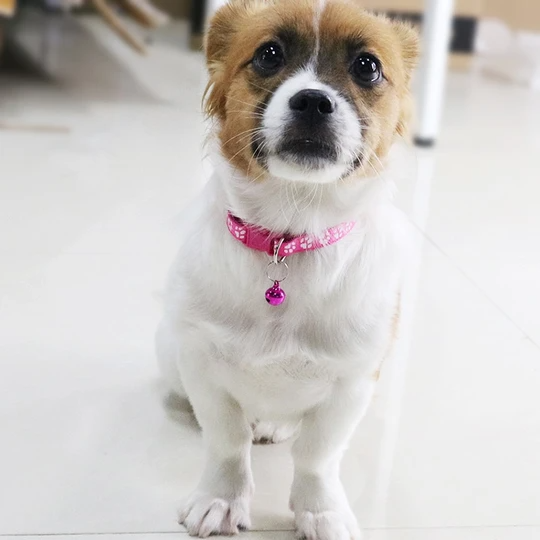 Cat dog bell dog collar cat collar - Pets Crazy Shops