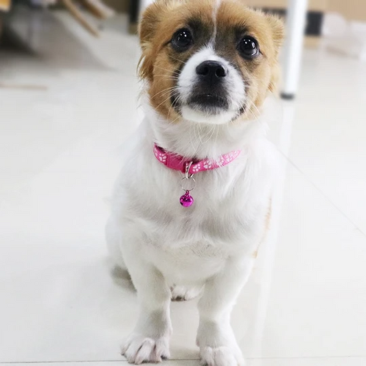 Cat dog bell dog collar cat collar - Pets Crazy Shops