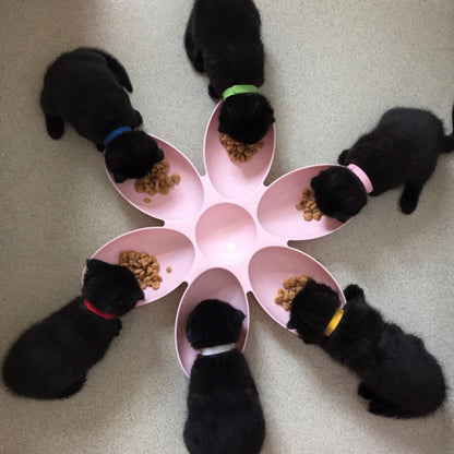 Pet dinner plate - Pets Crazy Shops