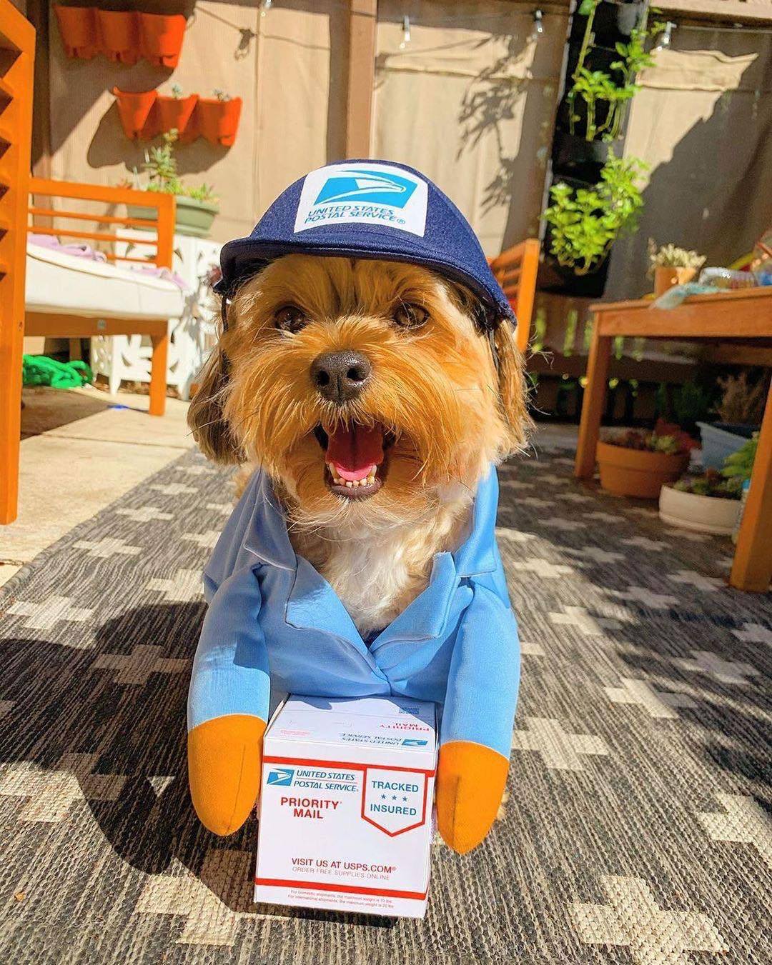 Funny Express Pet Dog Cat Clothes - Pets Crazy Shops