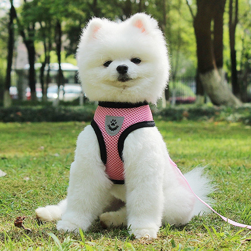 Pet Car Seat Belt Pet Leash - Pets Crazy Shops