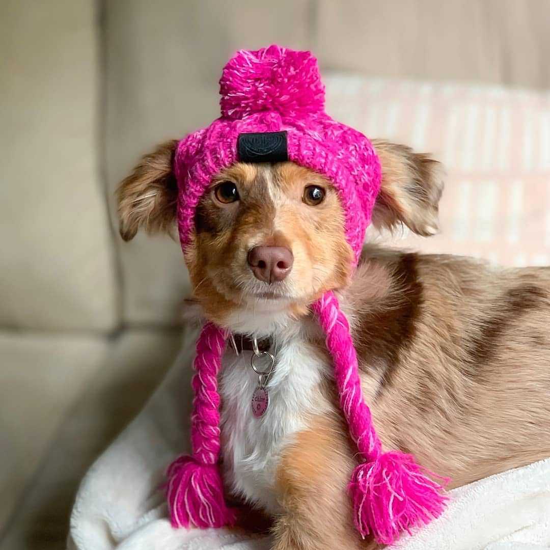 Fur Ball Warm And Windproof Fluffy Ball Knitting Method Dog Fighting Hat - Pets Crazy Shops
