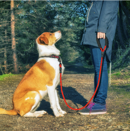 Reflective Dog Leash Nylon Pet Dog Leash Rope For Small Medium Large Dogs Walking Training Pet Suppiles - Pets Crazy Shops