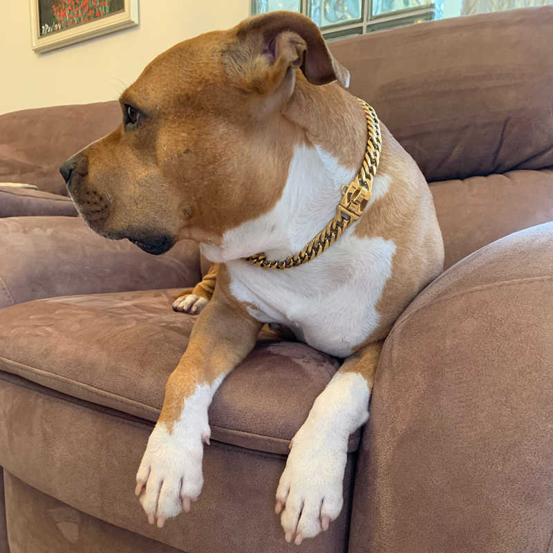Pet Chain Dog Collar Leash 17mm Gold Stainless Steel Necklace French Pitbully Collar Strap Dropshipping Pet Suppliers - Pets Crazy Shops