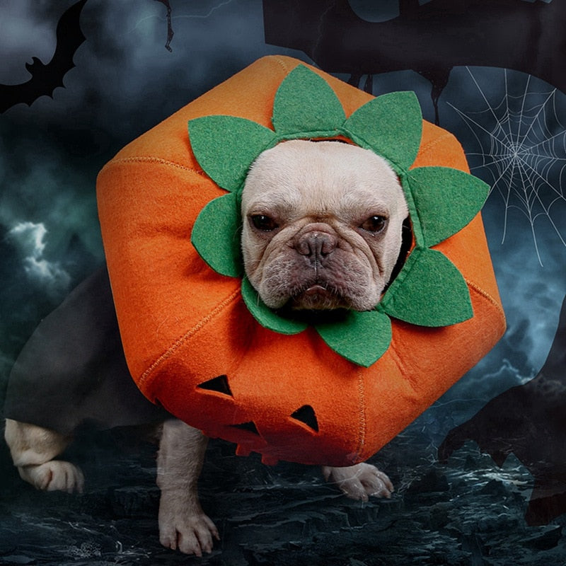 Pet Halloween Pumpkin Collars Cute Pet Cosplay Accessories - Pets Crazy Shops