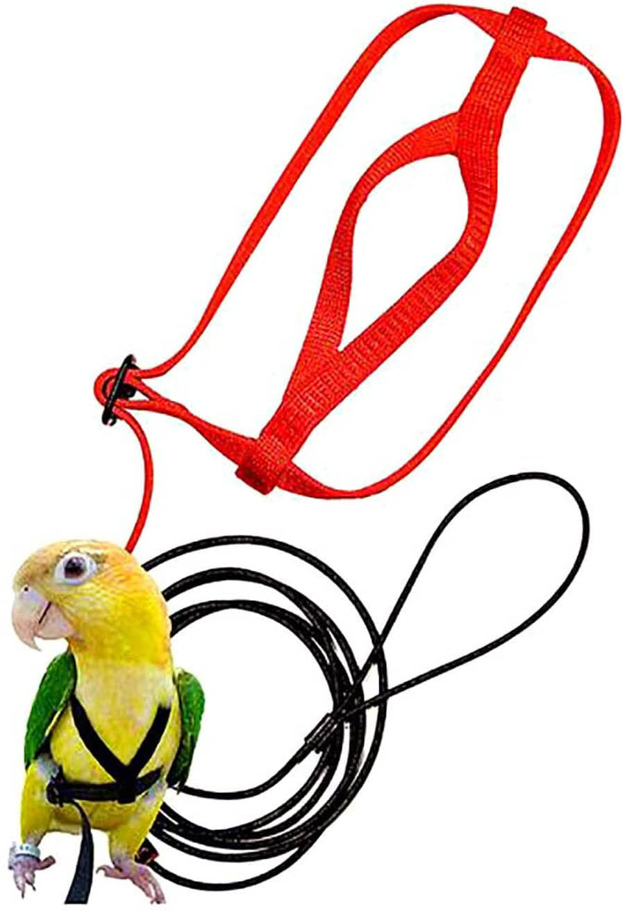 Parrot Flying With Flying Rope And Bird Harness - Pets Crazy Shops