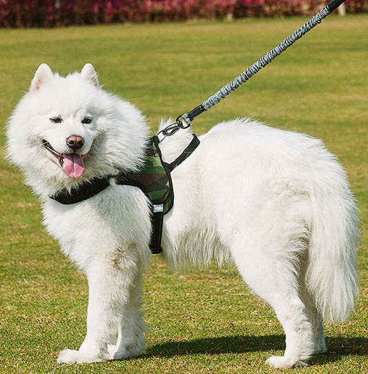Chest harness dog leash - Pets Crazy Shops