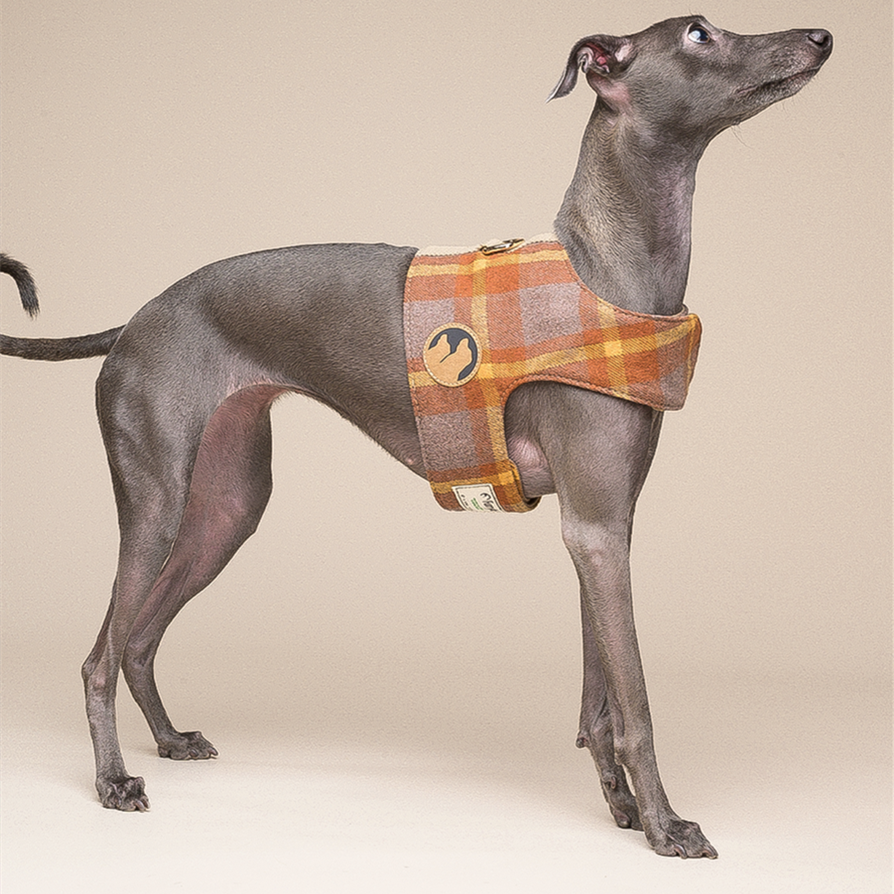 Dog Harness Small Dog Vest Type Leash - Pets Crazy Shops