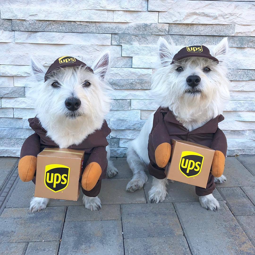 Funny Express Pet Dog Cat Clothes - Pets Crazy Shops