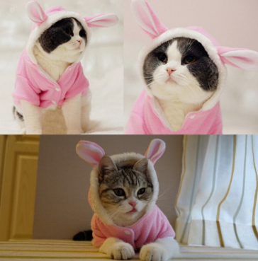 Pet Cat Clothes Mascotas Costume Clothes For Pet Hoodies Cute Rabbit Cat Clothing Puppy Fleece Warm Pet Cat Jacket - Pets Crazy Shops