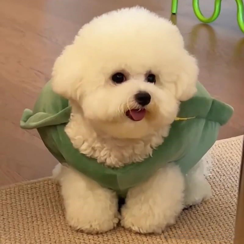 Turtle Shell Pet Vest Funny Clothes - Pets Crazy Shops