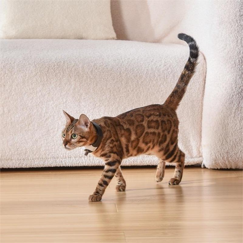 Pet Cat Toy Laser Collar - Pets Crazy Shops